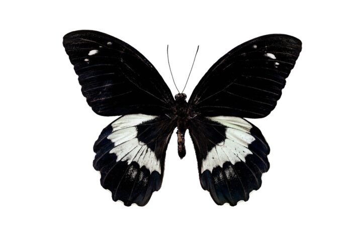 黒い蝶のスピリチュアルな意味とは？不吉？黒いアゲハ蝶は幸運？