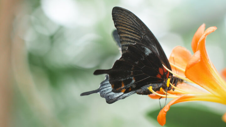 黒い蝶のスピリチュアルな意味とは？不吉？黒いアゲハ蝶は幸運？