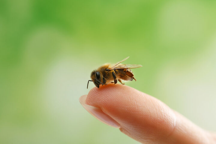 蜂の夢は宝くじが当たる前兆？【夢占い】蜂に刺される夢は金運アップ！
