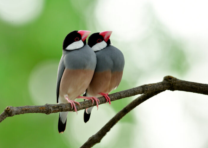 つがいの鳥のスピリチュアルな意味は？色や鳥の種類別にも紹介