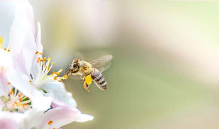 蜂のスピリチュアルな意味は幸運の前兆？スズメバチ等の違いは？