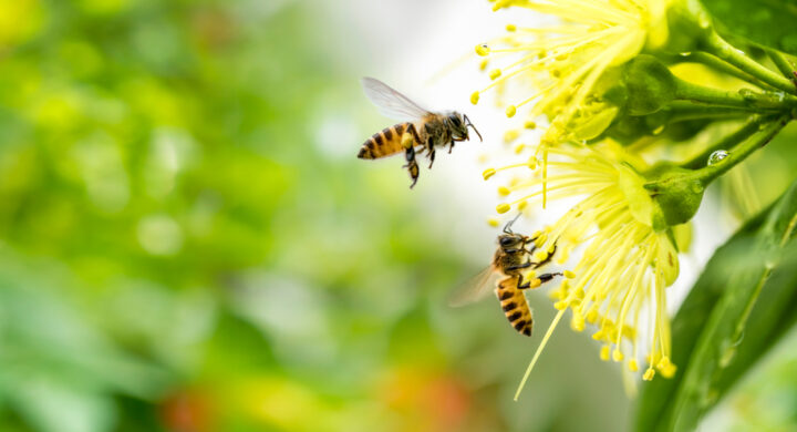 蜂のスピリチュアルな意味は幸運の前兆？スズメバチ等の違いは？
